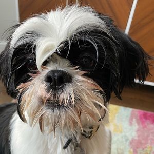 Meet your Posher, Gretchen